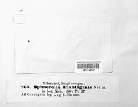 Mycosphaerella plantaginis image